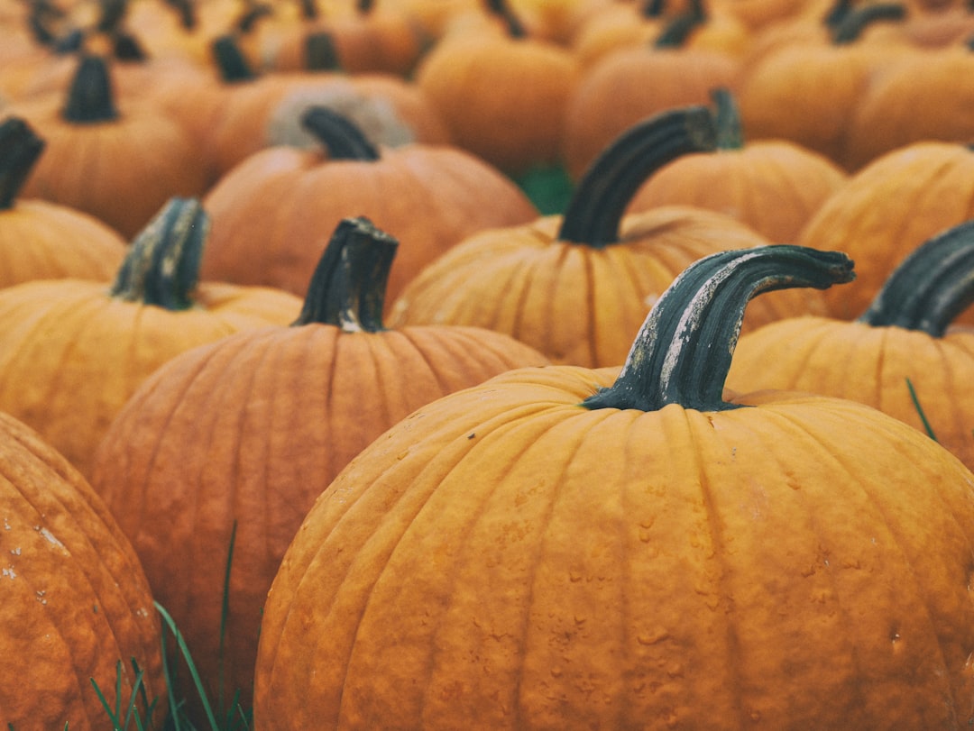 Pumpkin display for Halloween porch decorating